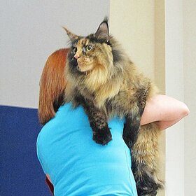 ���� �����