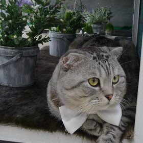 � ����� ����