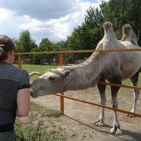 � ��������