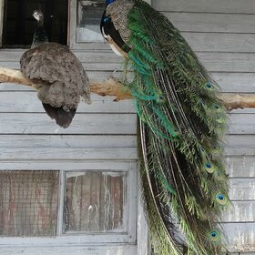 �������