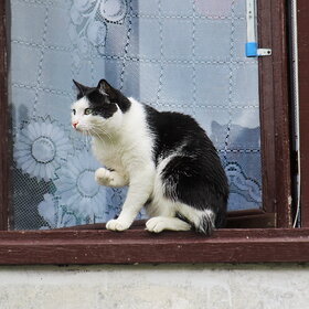 �����������