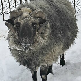 � ������ ����